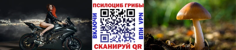где найти наркотики  Щигры  Галлюциногенные грибы Psilocybine cubensis 
